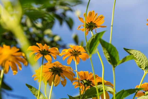 Gros plan sur les belles fleurs. Convient pour le fond floral.