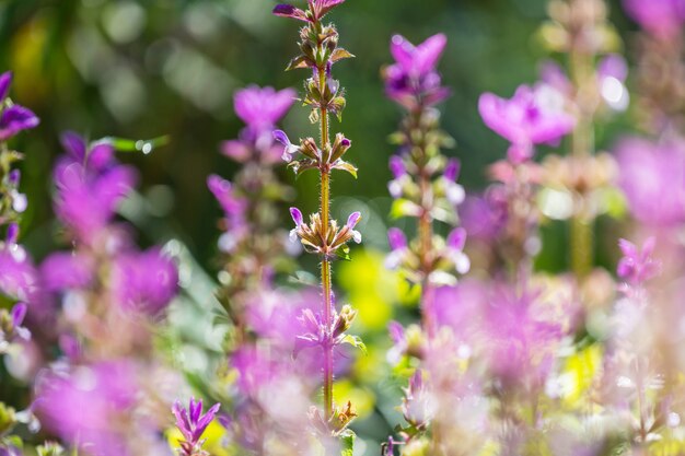 Gros plan sur les belles fleurs. Convient pour le fond floral.