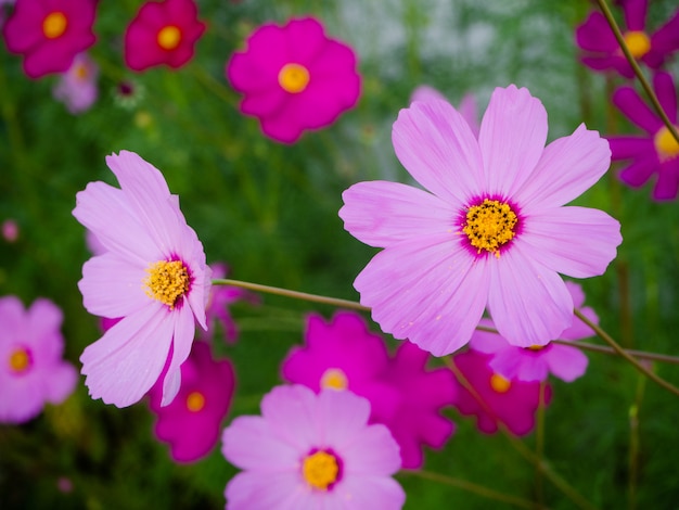 Gros plan de belles fleurs de cosmos en fleurs