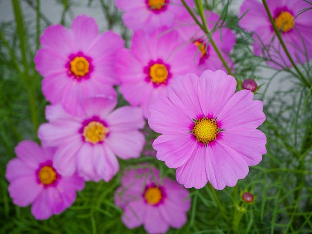 Gros plan de belles fleurs de cosmos en fleurs