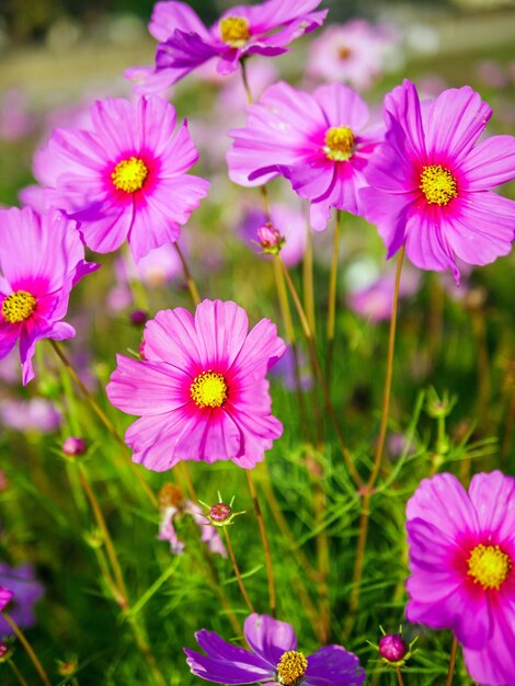 Photo un gros plan des belles fleurs du cosmos dans le champ du cosmos au soleil du matin est incroyable