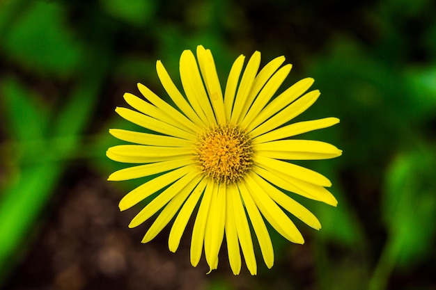 Gros plan de belles fleurs jaunes dans le jardin fond de printemps avec de belles fleurs jaunes concept de printemps d'été concept de fleurs jardin de printemps fleurs de printemps