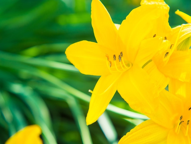 Gros plan de belles fleurs jaunes dans le jardin