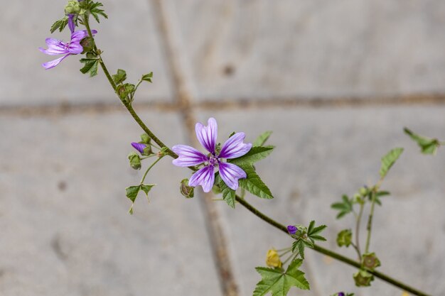 Photo gros plan de belles fleurs de mauve