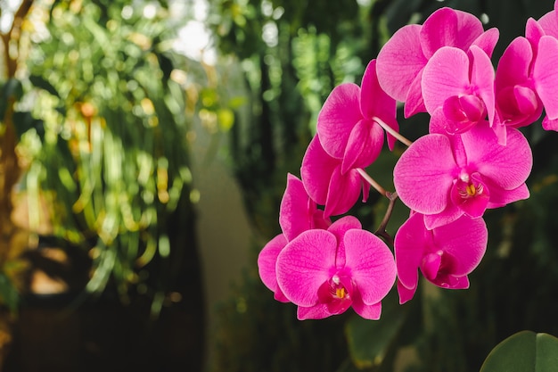 Gros plan de belles fleurs d'orchidées rose vif