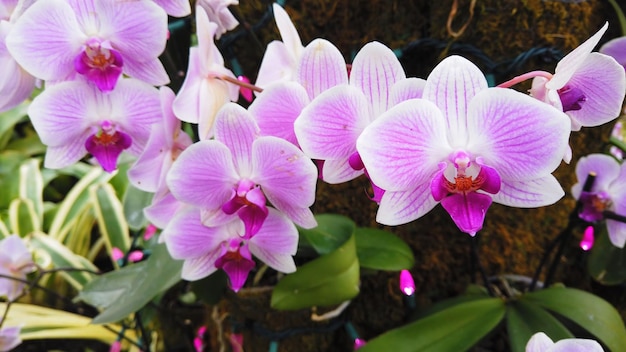 Gros plan de belles fleurs d'orchidées roses