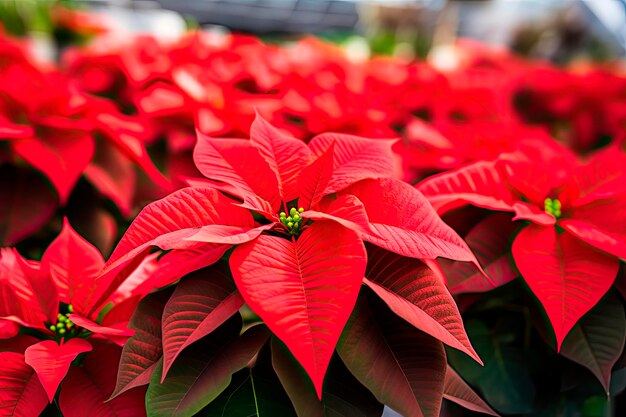 Photo gros plan sur les belles fleurs de poinsettia rouge fleuries dans la serre