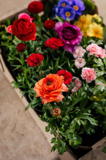 Gros plan de belles fleurs pour la plantation de printemps