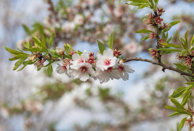 Gros plan de belles fleurs roses blanches d'un amandier en fleurs dans un verger d'amandiers