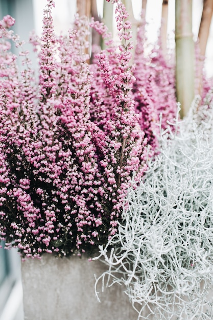 Gros plan de belles fleurs roses et blanches