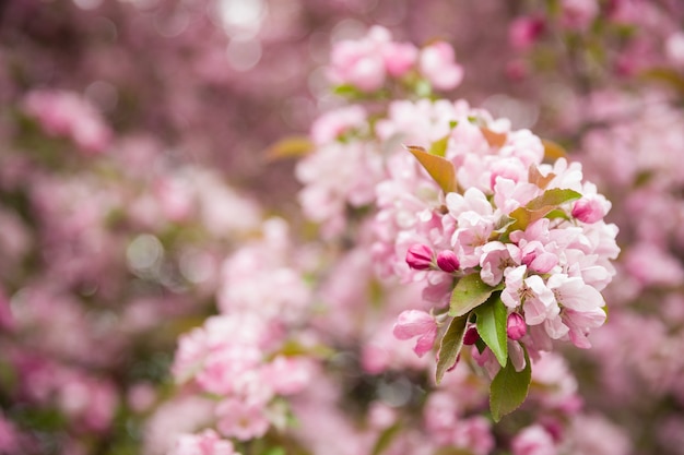 gros plan de belles fleurs roses en fleurs de pommier sur les branches