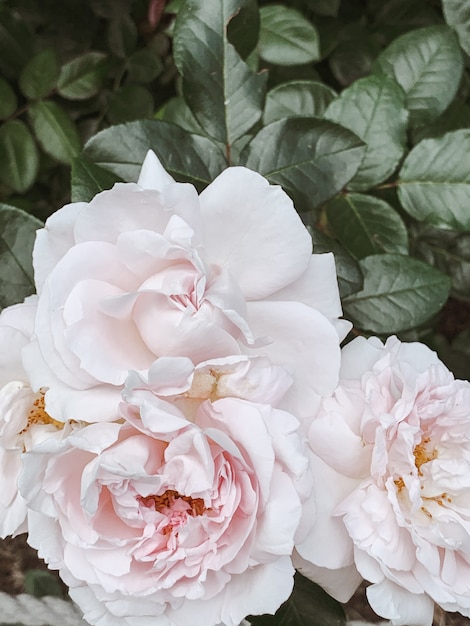Photo gros plan de belles fleurs roses. fond floral d'été