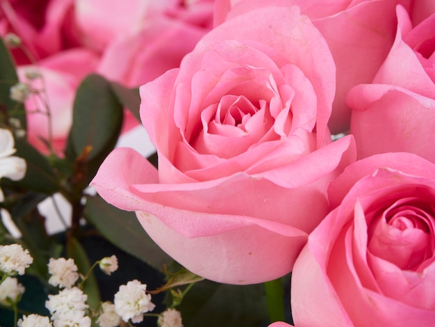 Gros plan de belles fleurs roses roses