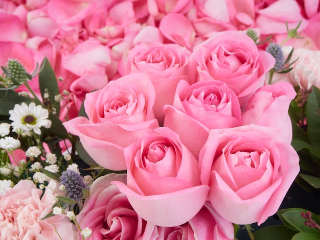 Gros plan de belles fleurs roses roses