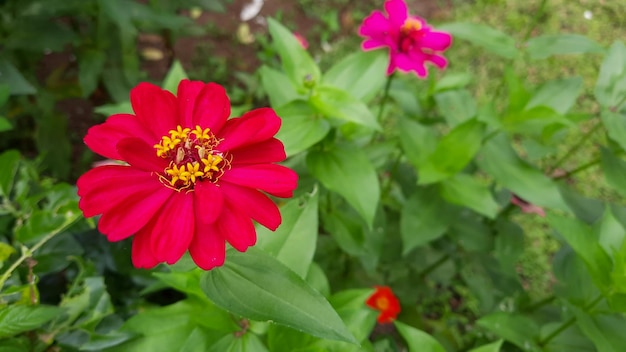 Gros plan, belles fleurs rouges parmi les feuilles vertes 02