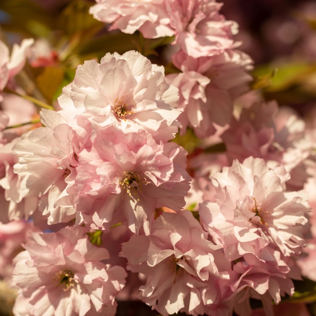 Gros plan de belles fleurs de sakura rose