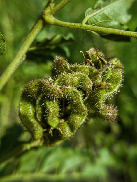 Gros plan de belles fleurs sauvages vertes