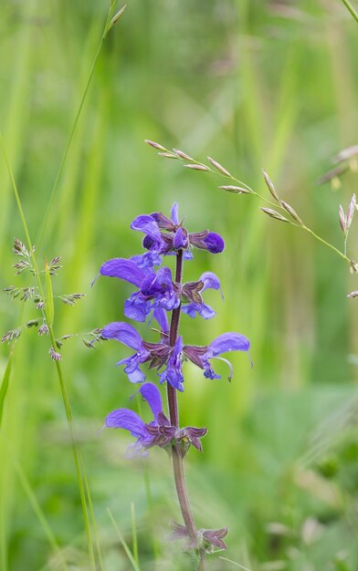 Gros plan de belles fleurs sauvages