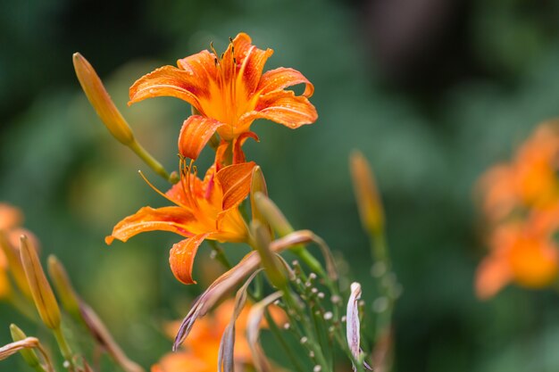 Gros plan des belles fleurs.