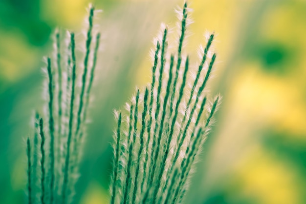 Gros plan de belles lames vertes d'épillets à fourrure d'herbe