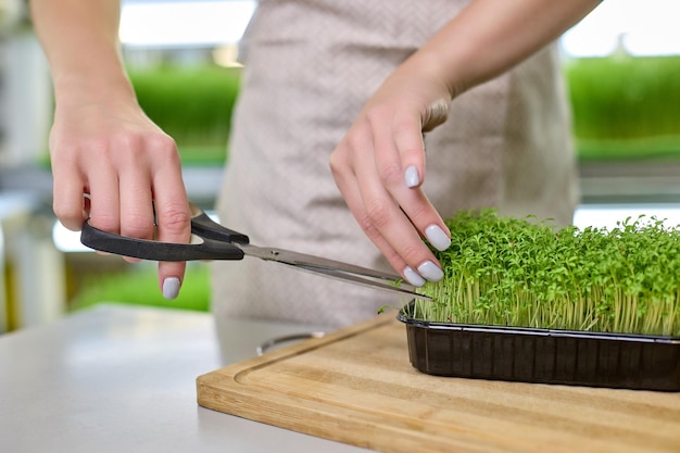 Gros plan des belles mains d'une jeune femme dans un tablier coupant des pousses de cresson frais avec des ciseaux sur fond d'étagères de ferme de micro-verdure Concept végétalien d'une bonne nutrition