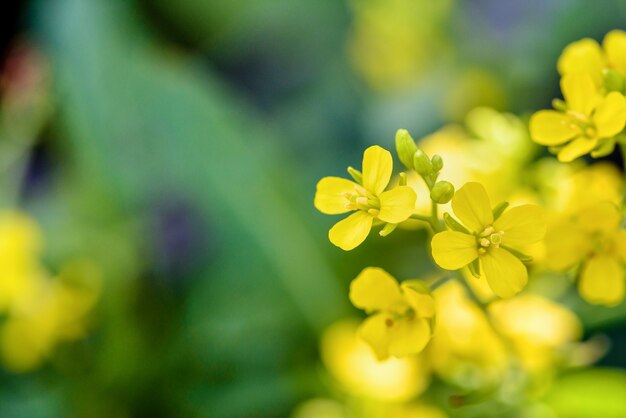 Gros plan de belles petites fleurs jaunes de Sinapis Arvensis, de moutarde sauvage, de Brassica ou de Charlock sur fond vert flou