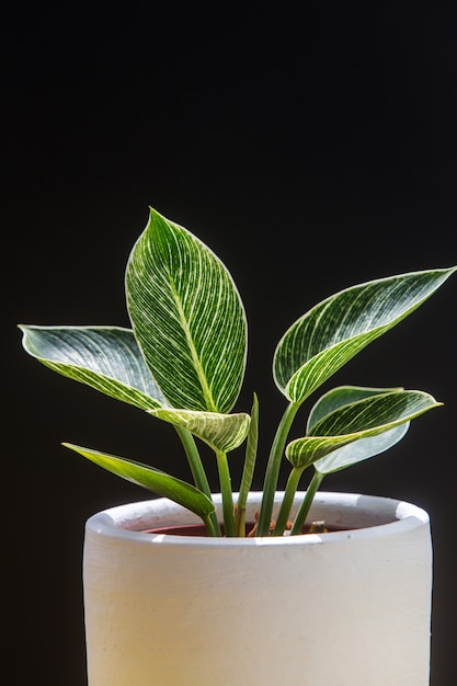 Photo gros plan de belles plantes d'intérieur philodendron sur pot blanc isolé