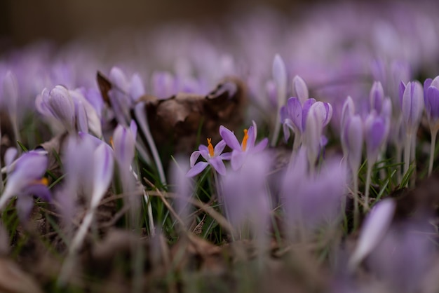 Gros plan de belles premières fleurs de printemps perce-neige sur prairie en plein air Incroyable flor de forêt