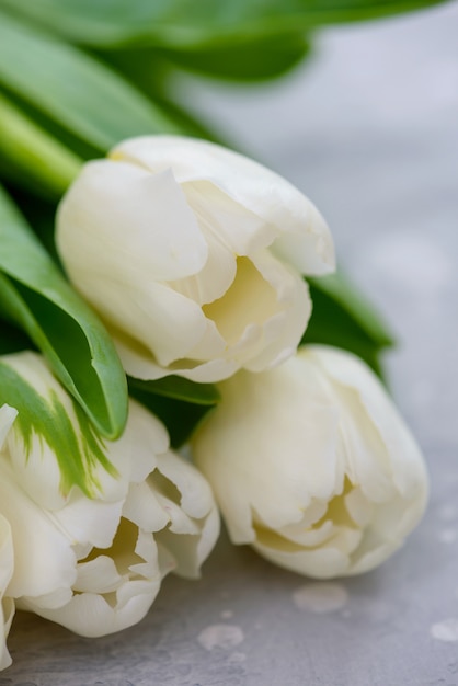 Gros plan de belles tulipes blanches