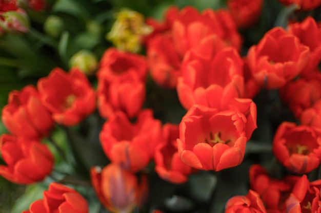 Gros plan sur de belles tulipes en fleurs