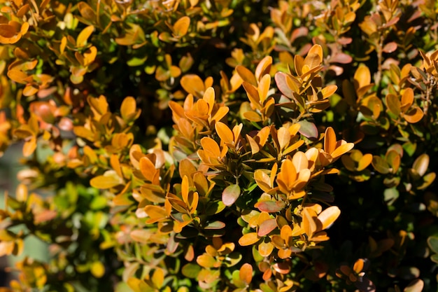 Gros plan Berberis Thunbergii Aurea ou arbuste d'épine-vinette close up bush avec des feuilles jaunes fond naturel de feuilles