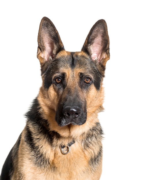 Gros plan, de, berger allemand, chien, coupé