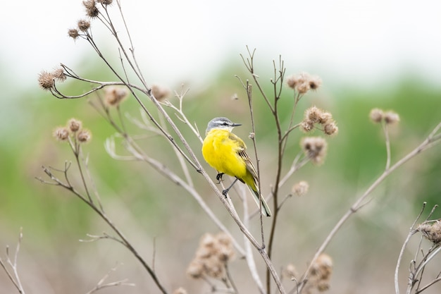 Gros plan sur la bergeronnette jaune assis sur une branche