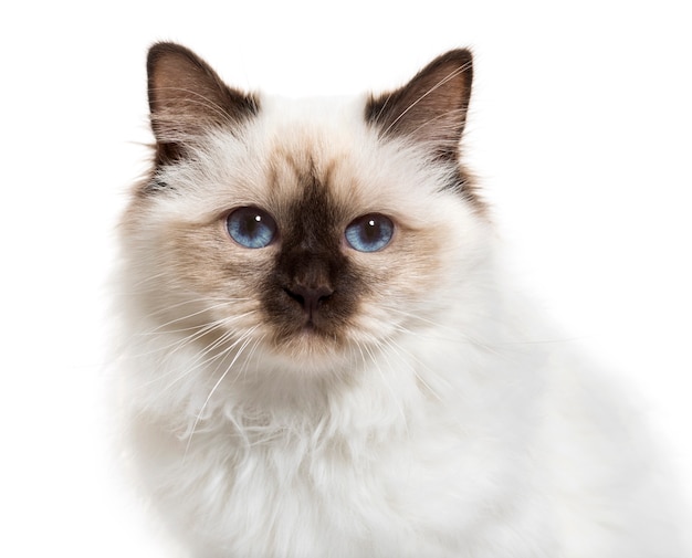 Gros plan, birman, chat