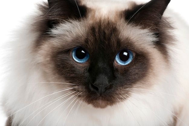 Gros plan d'un Birman