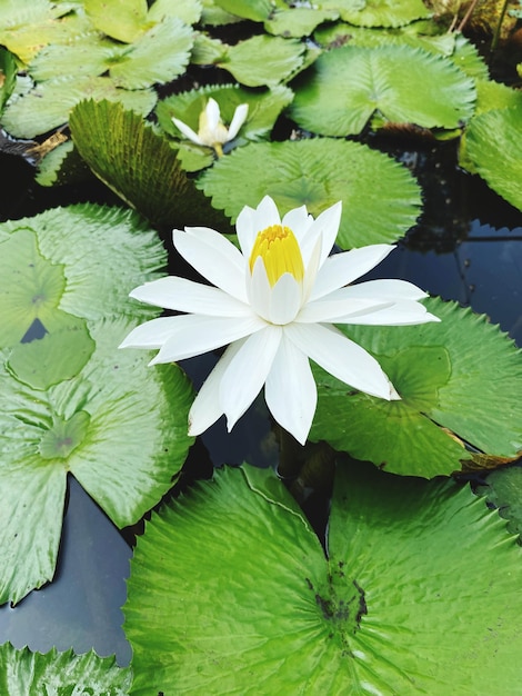 Gros plan, blanc, fleur
