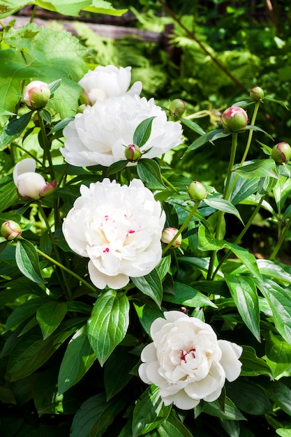 Gros plan, blanc, pivoine, vert, jardin, fond