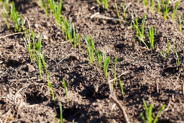 Gros plan sur le blé dans le champ