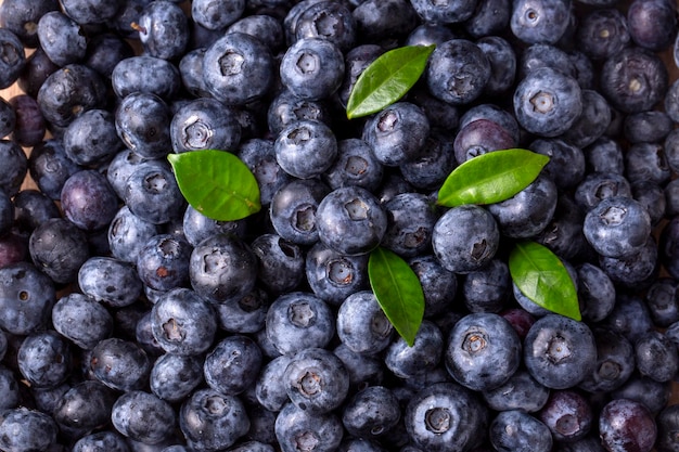 Gros plan de bleuets mûrs frais