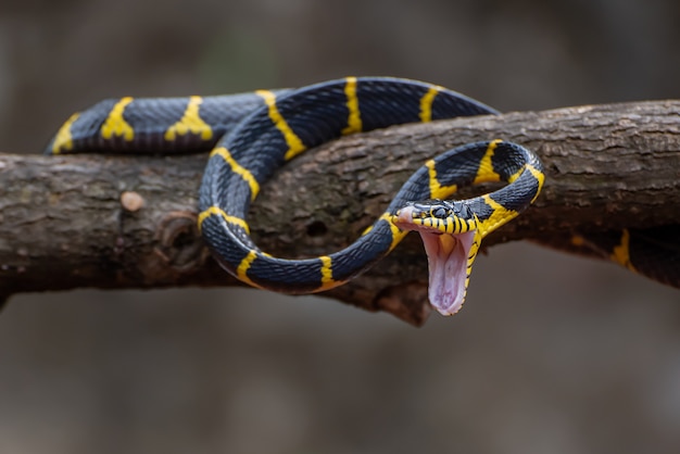 Gros plan de Boiga dendrophila