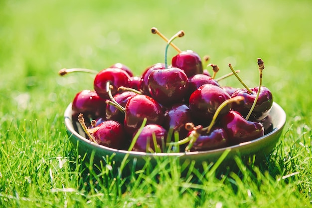 Gros plan bol avec cerise savoureuse fraîche debout sur une herbe