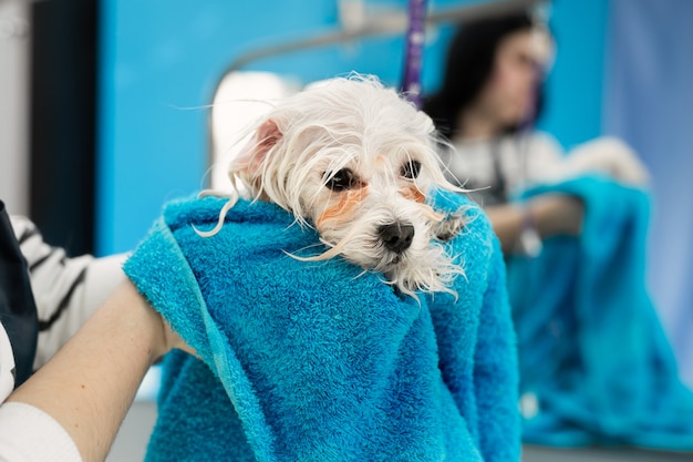 Gros plan d'un bolonka bolognaise humide enveloppé dans une serviette bleue sur une table dans une clinique vétérinaire. petit chien a été lavé avant la tonte