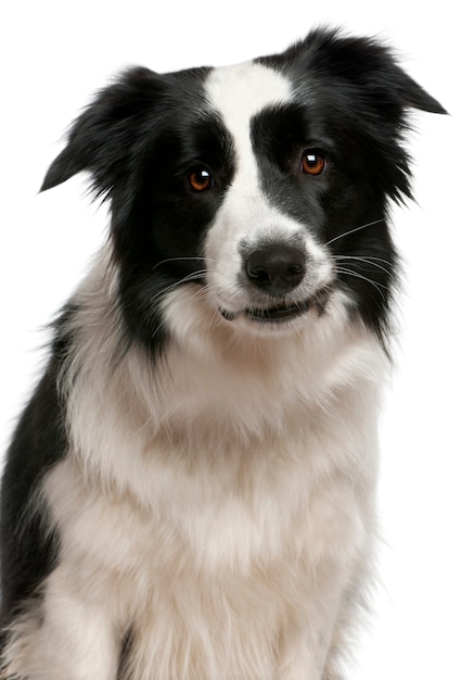 Gros plan de Border Collie, 2 ans,