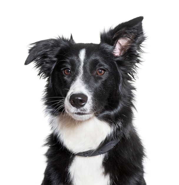 Gros plan, de, border collie, chien, coupé