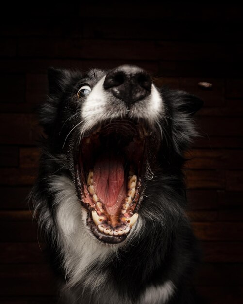 Gros plan d'un Border Collie avec un drôle de visage