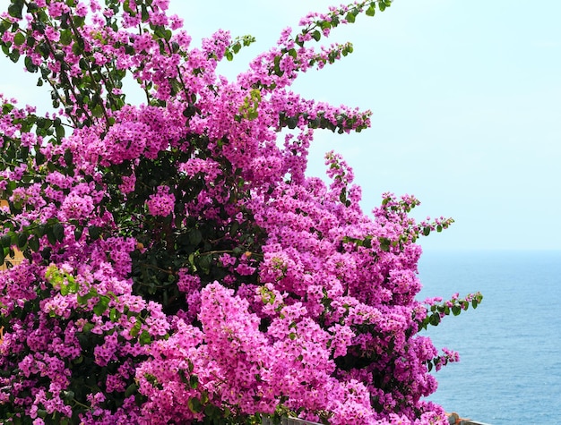 Gros plan de bougainvilliers