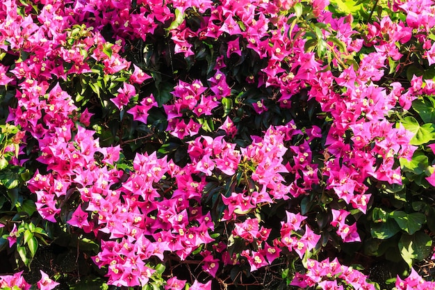 Gros plan de bougainvilliers