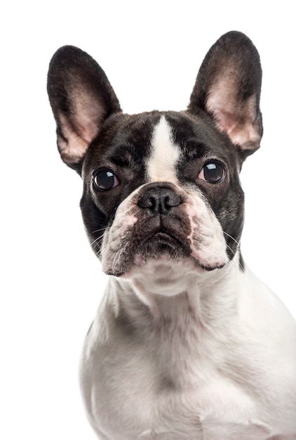 Gros plan d'un bouledogue français en regardant la caméra isolée sur blanc