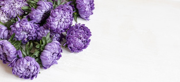 Gros plan d'un bouquet de chrysanthèmes bleus frais sur fond blanc, espace de copie.