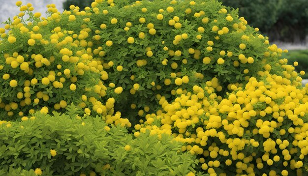 Photo un gros plan d'un bouquet de fleurs jaunes